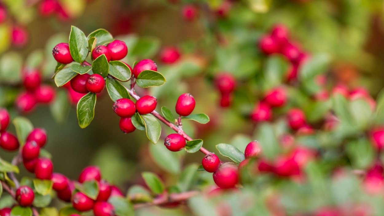 Маленькие красные ягоды