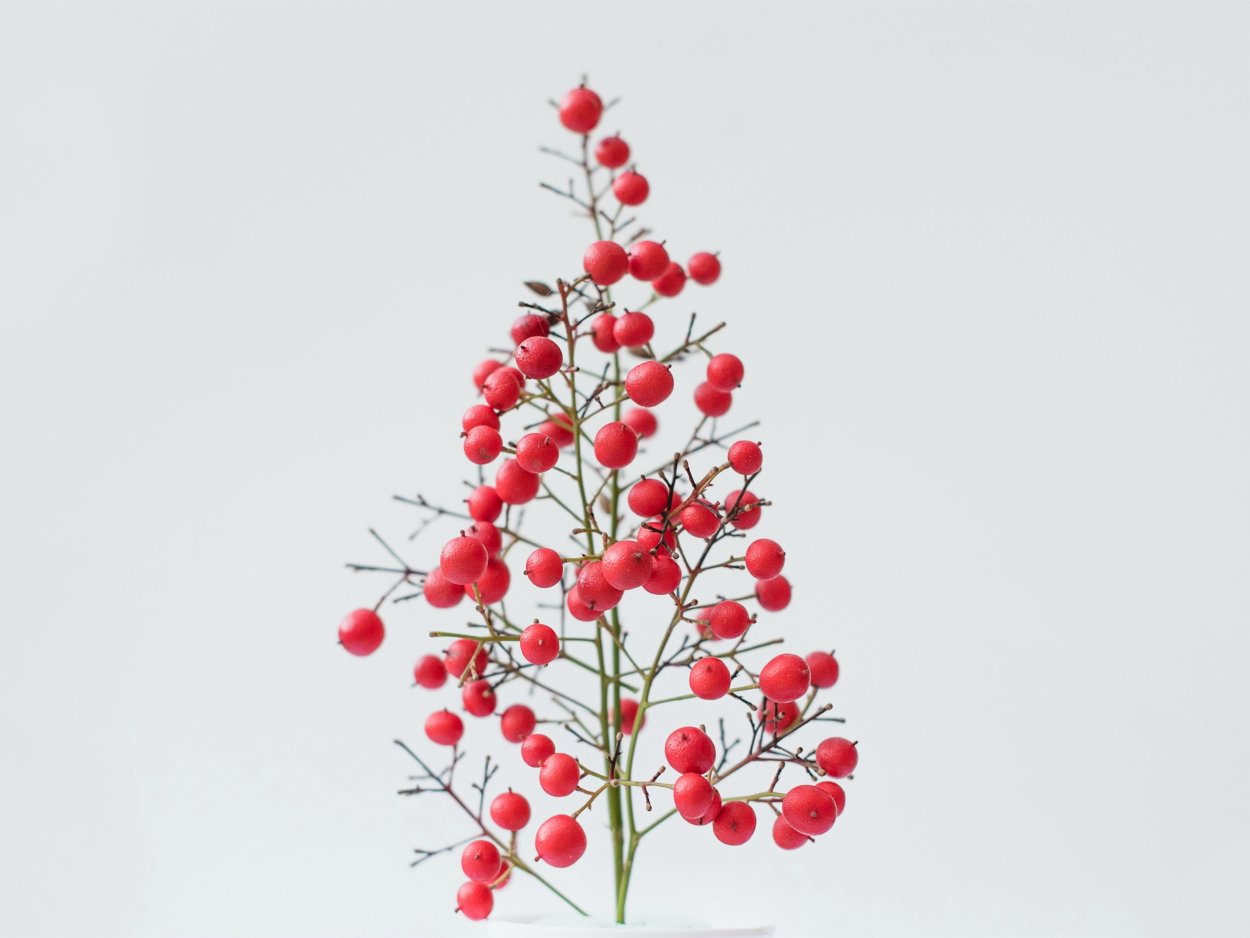 Красные ягодки на белом фоне