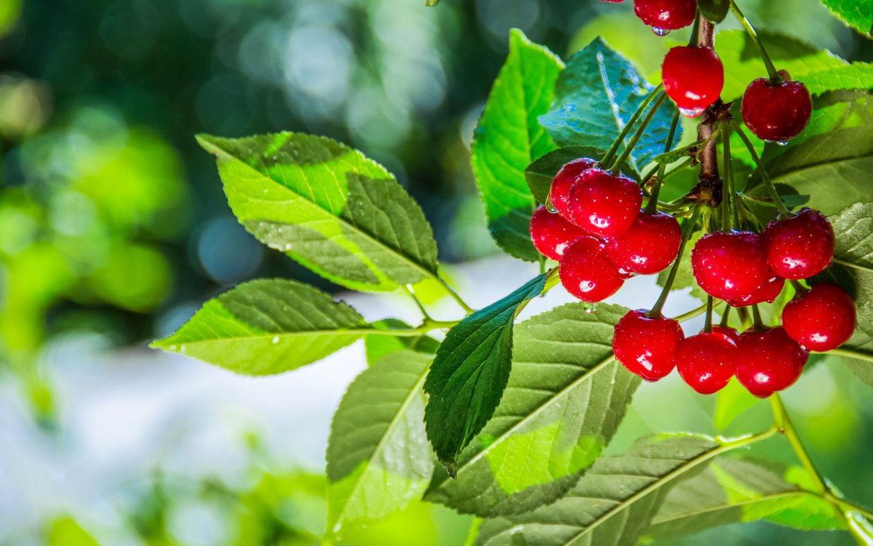 Рябина абрикос шиповник