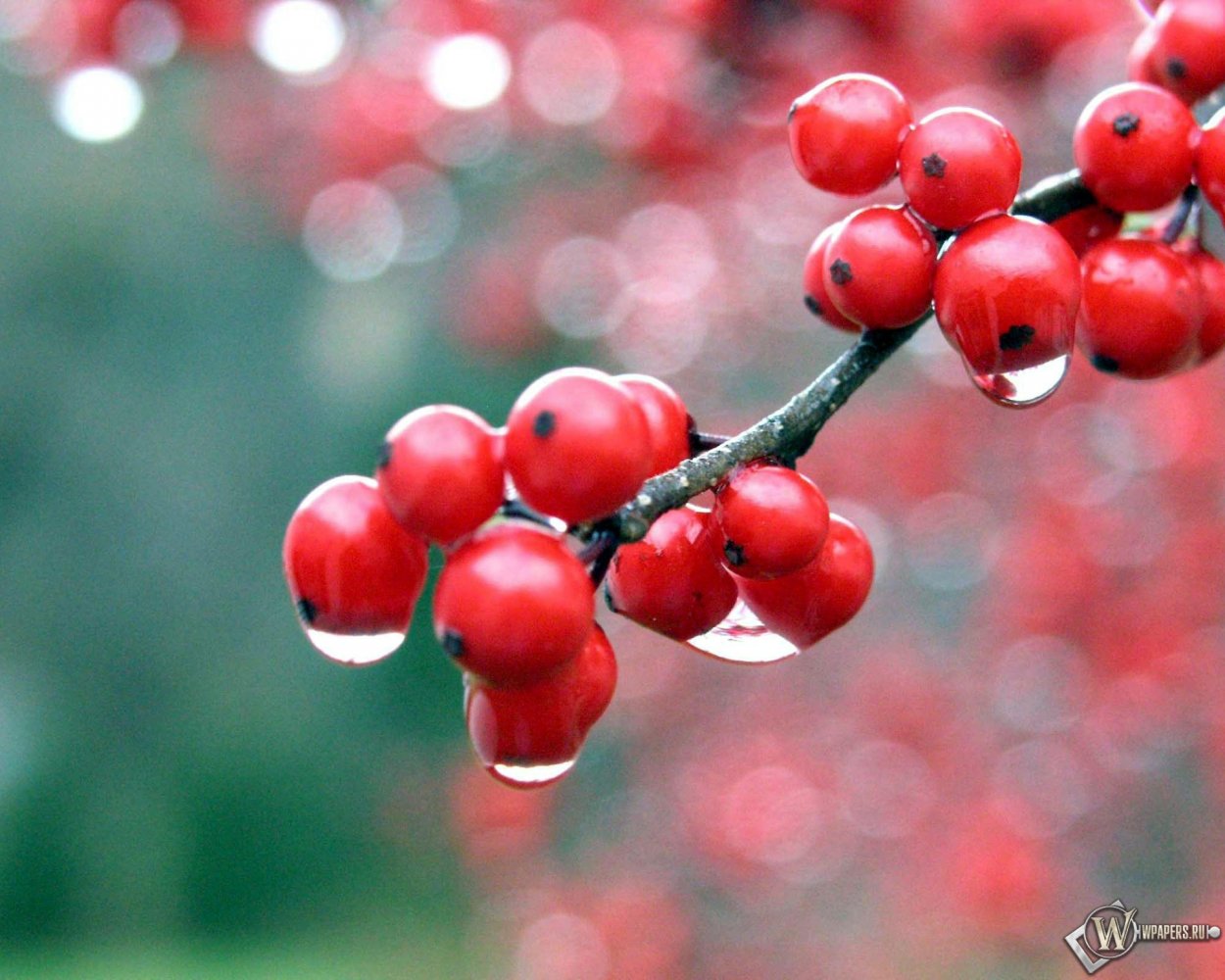 Ягоды зимой