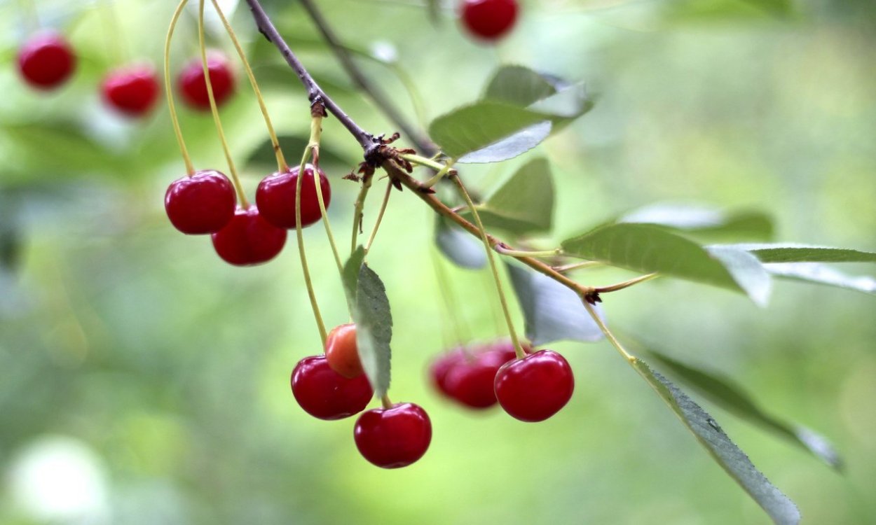 Маленькие ягоды