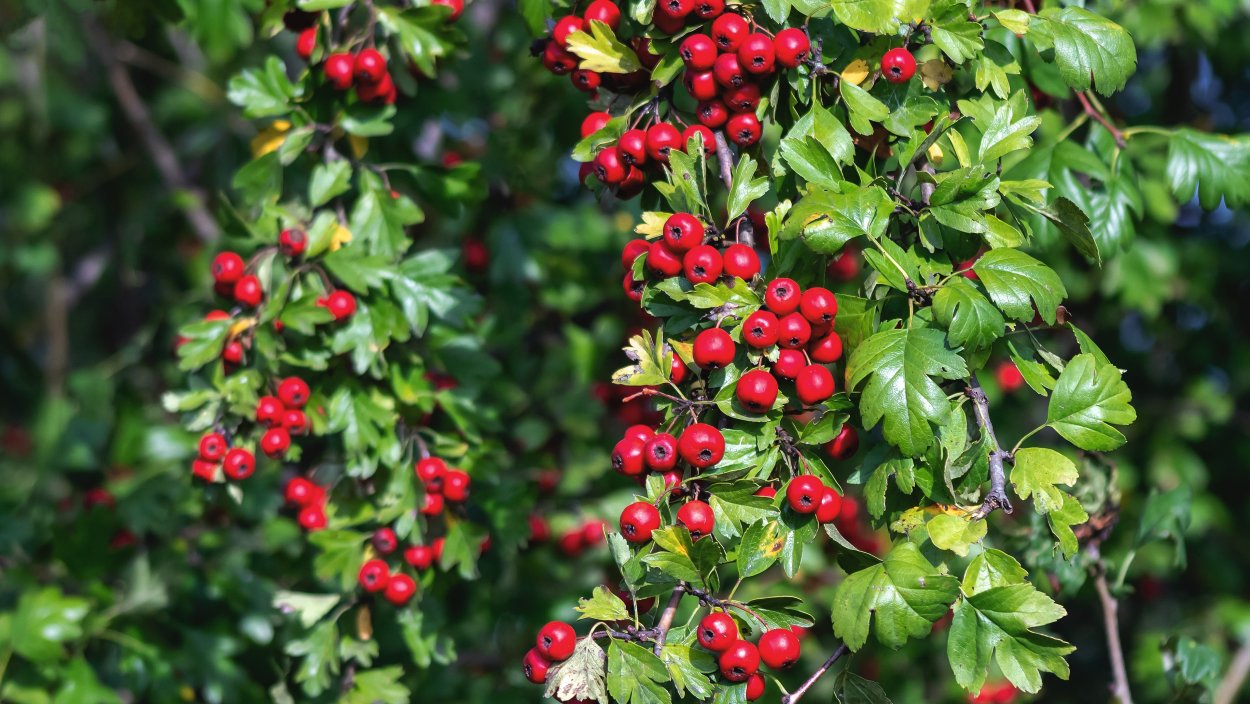 Цветы и ягоды на деревянной поверхности