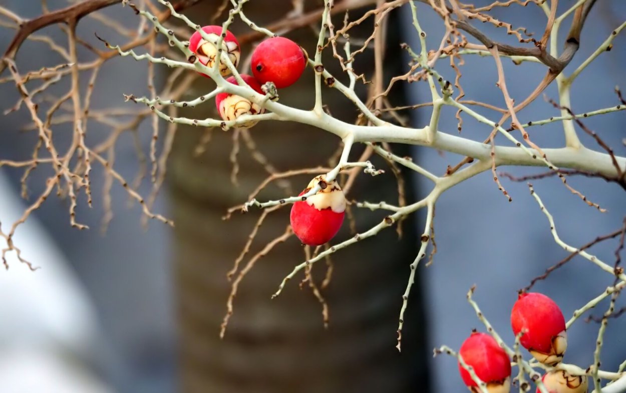 Маленькие красные ягоды кустарник