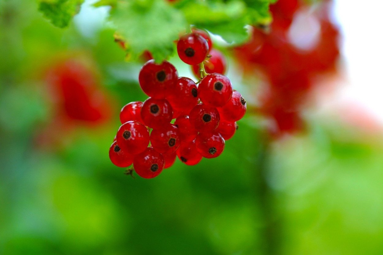 Обои на телефон вишня