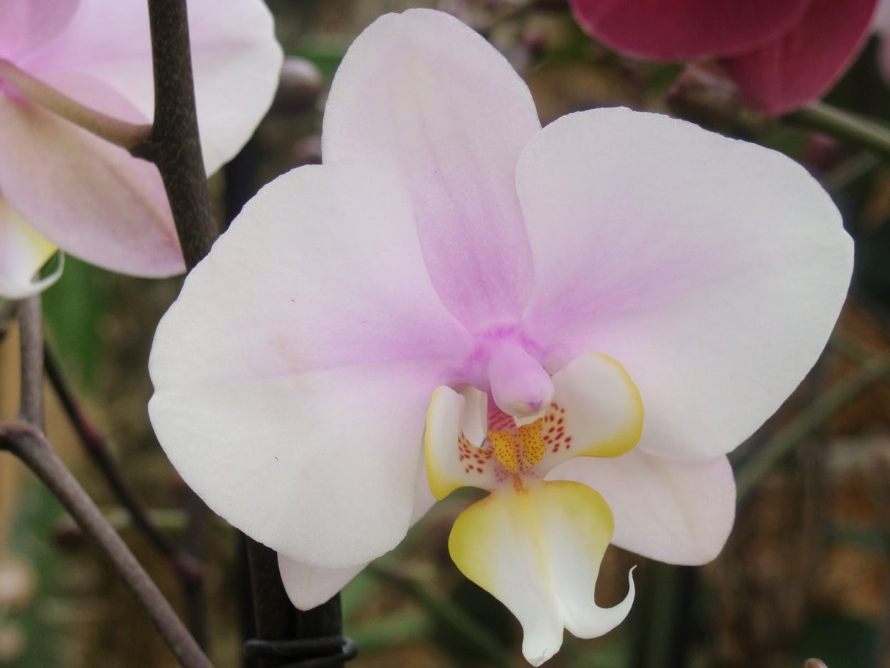 Орхидея белая