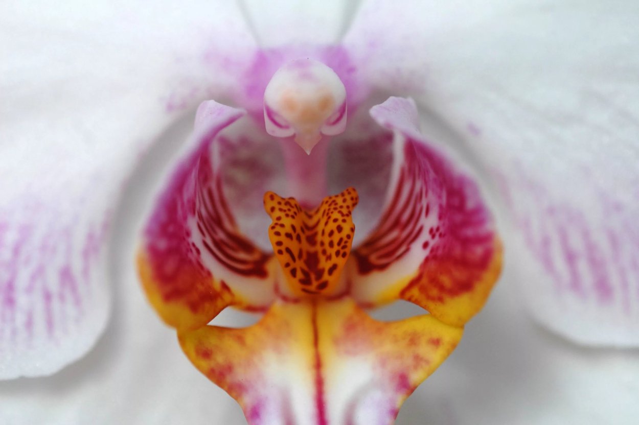 Фаленопсис Anna White