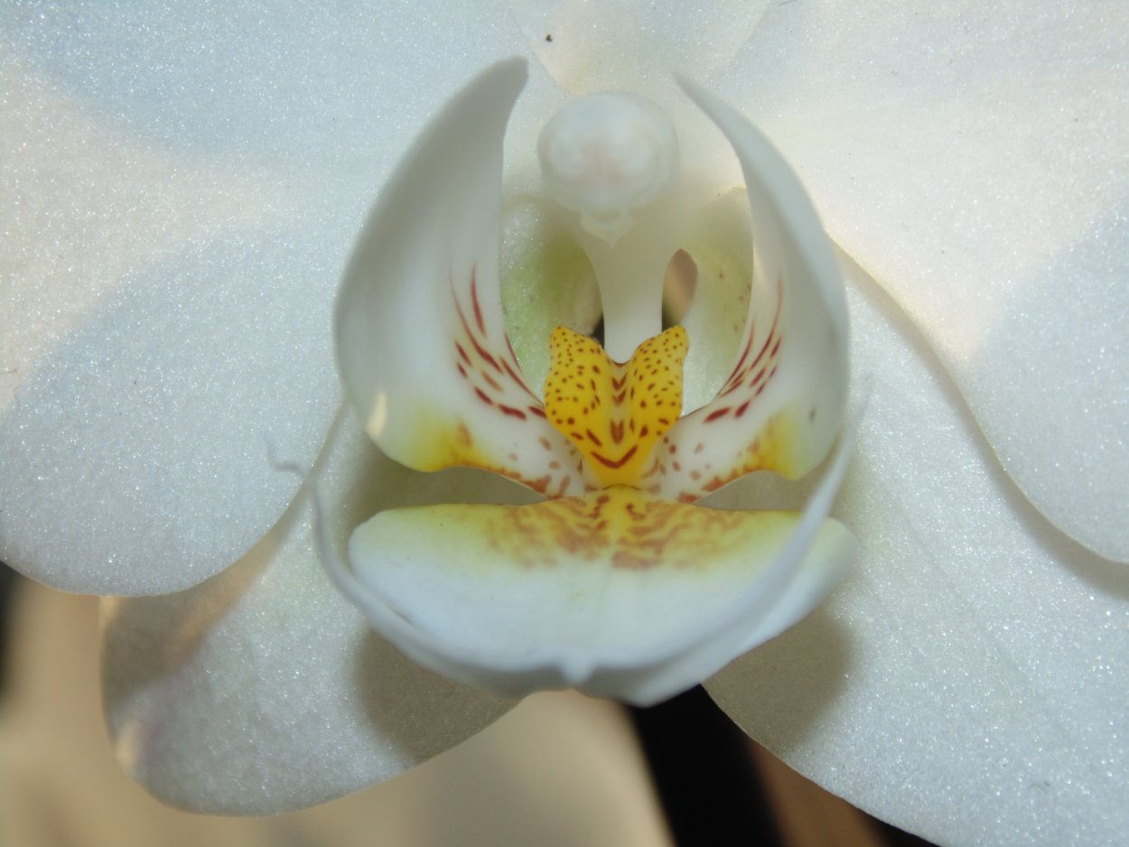 Орхидея Phalaenopsis Mariola
