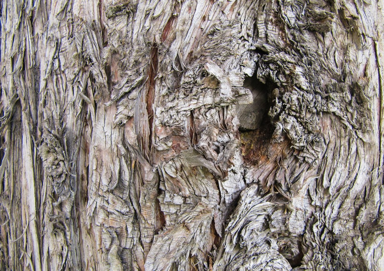 Корка дерева