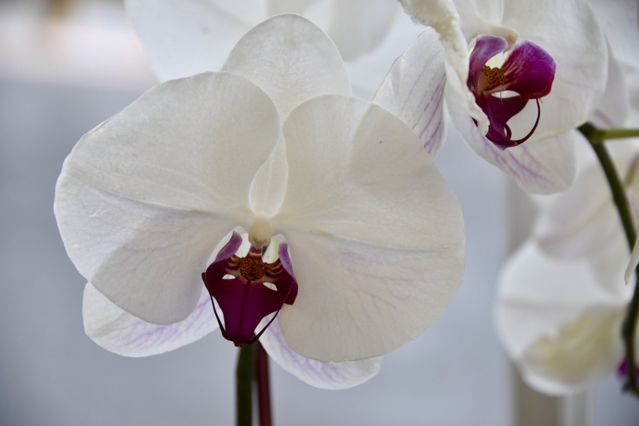 Орхидея Phalaenopsis White Swan
