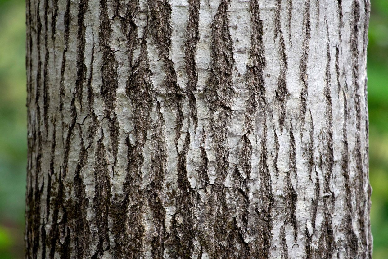 Текстура березы