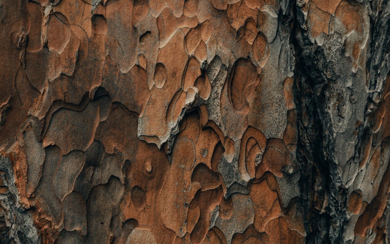 Эльц кора дерева