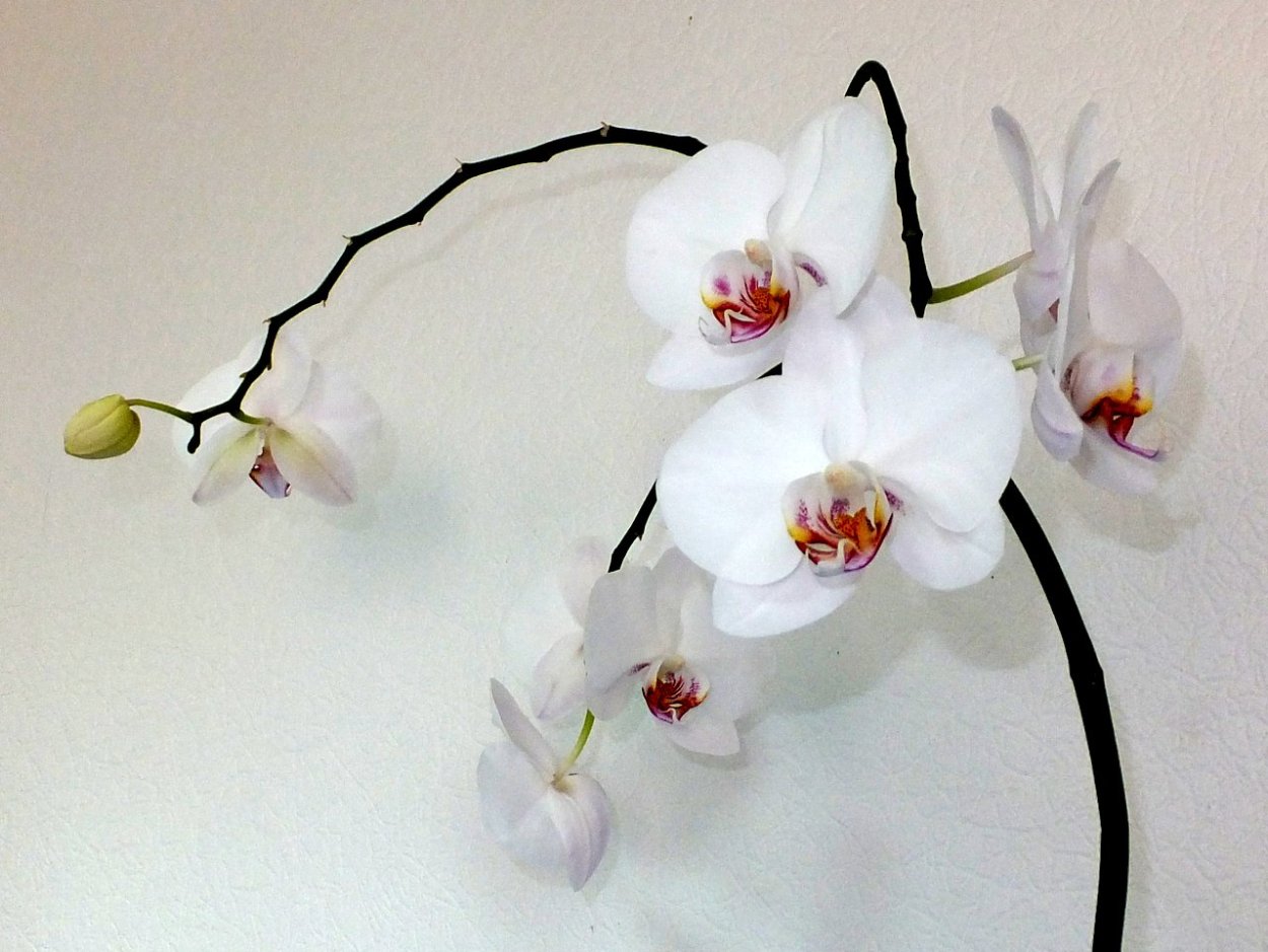 Орхидея фаленопсис макро