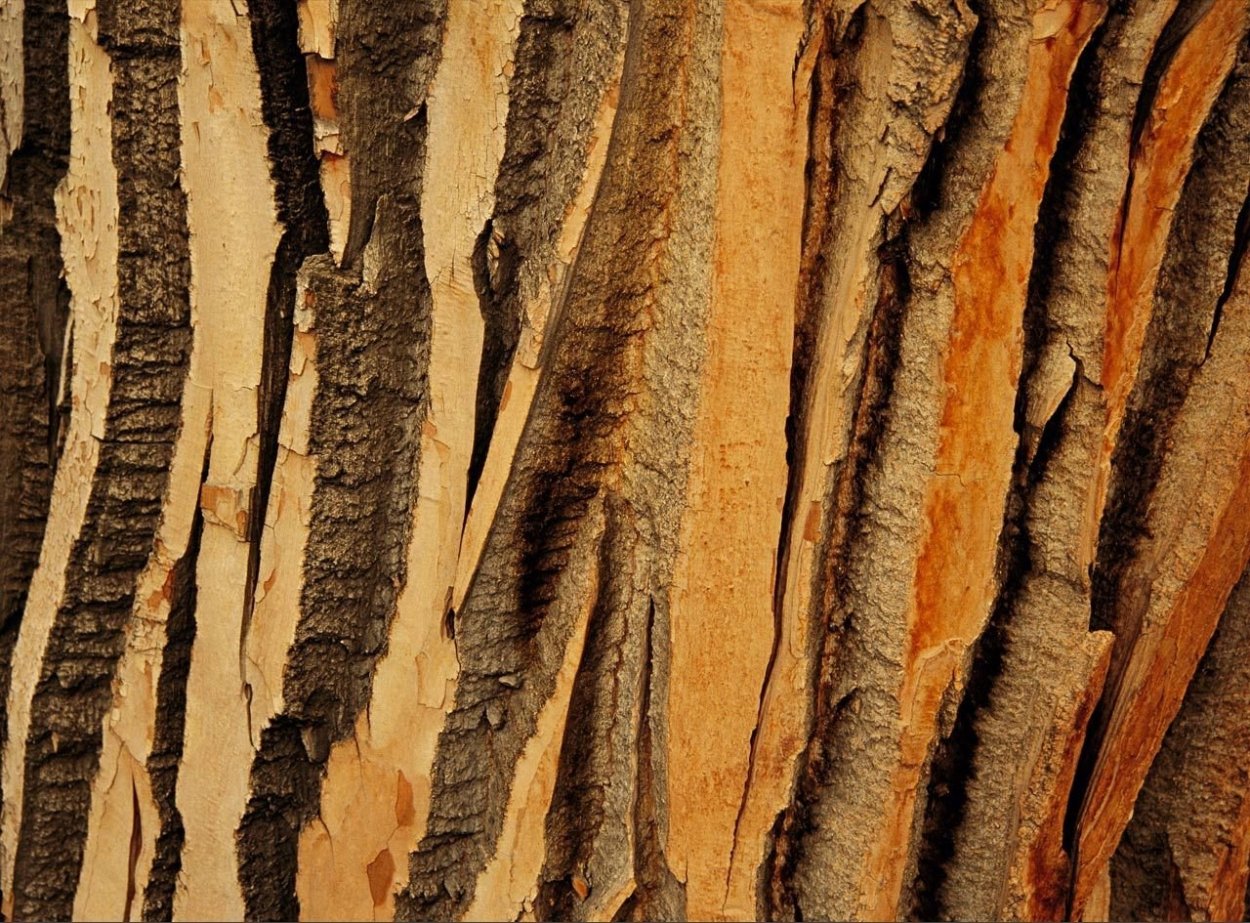 Кора тропического дерева