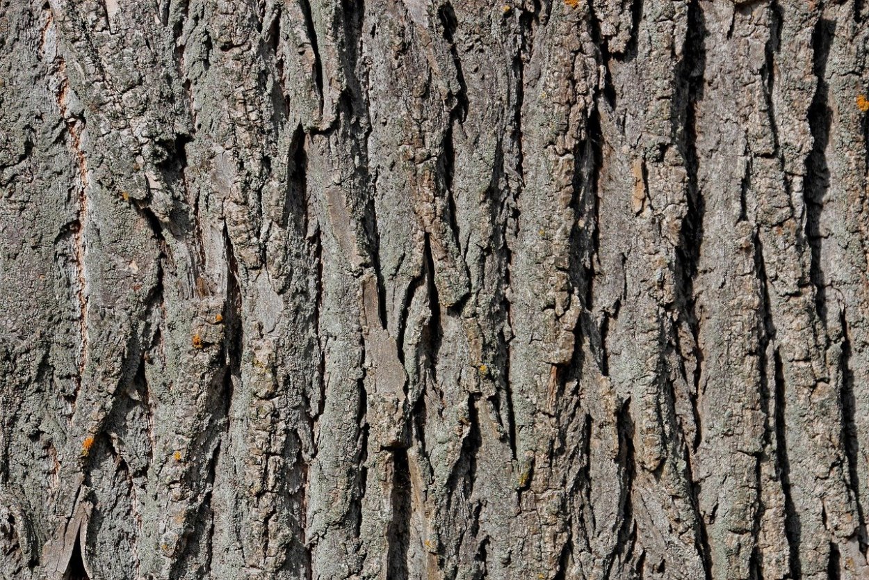 Трещиноватая кора