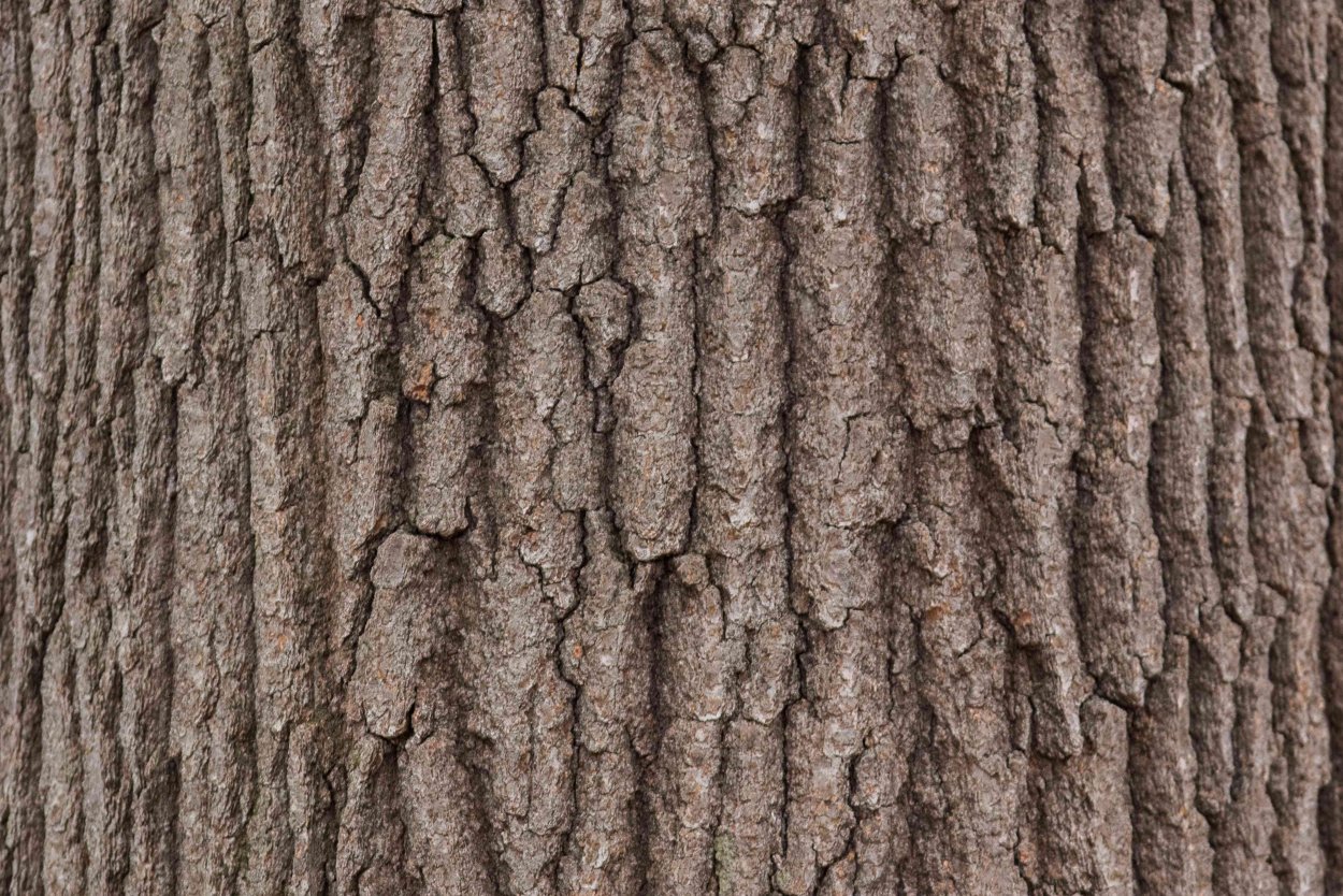 Дуб красный кора