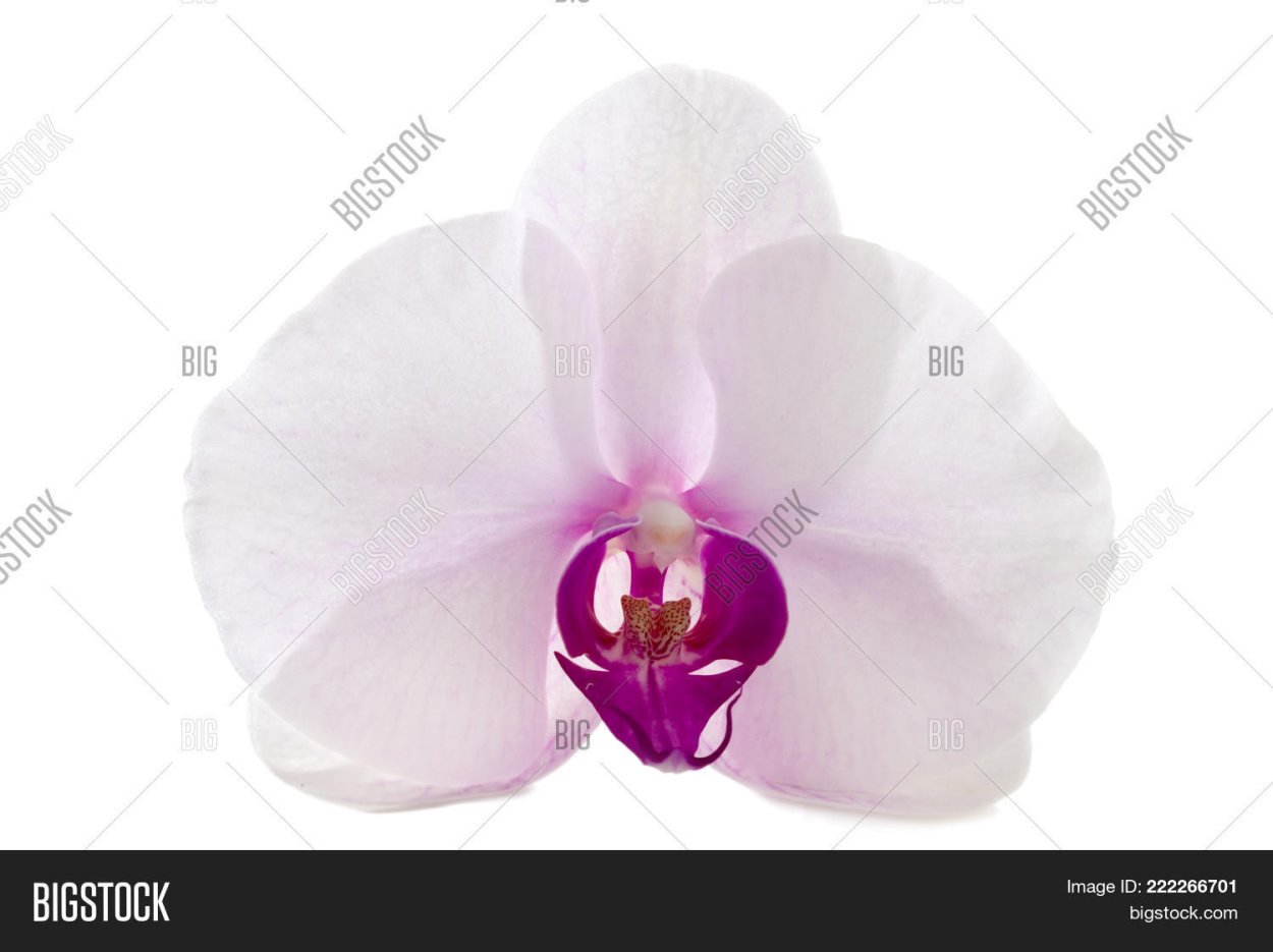 Цветок Цимбидиум