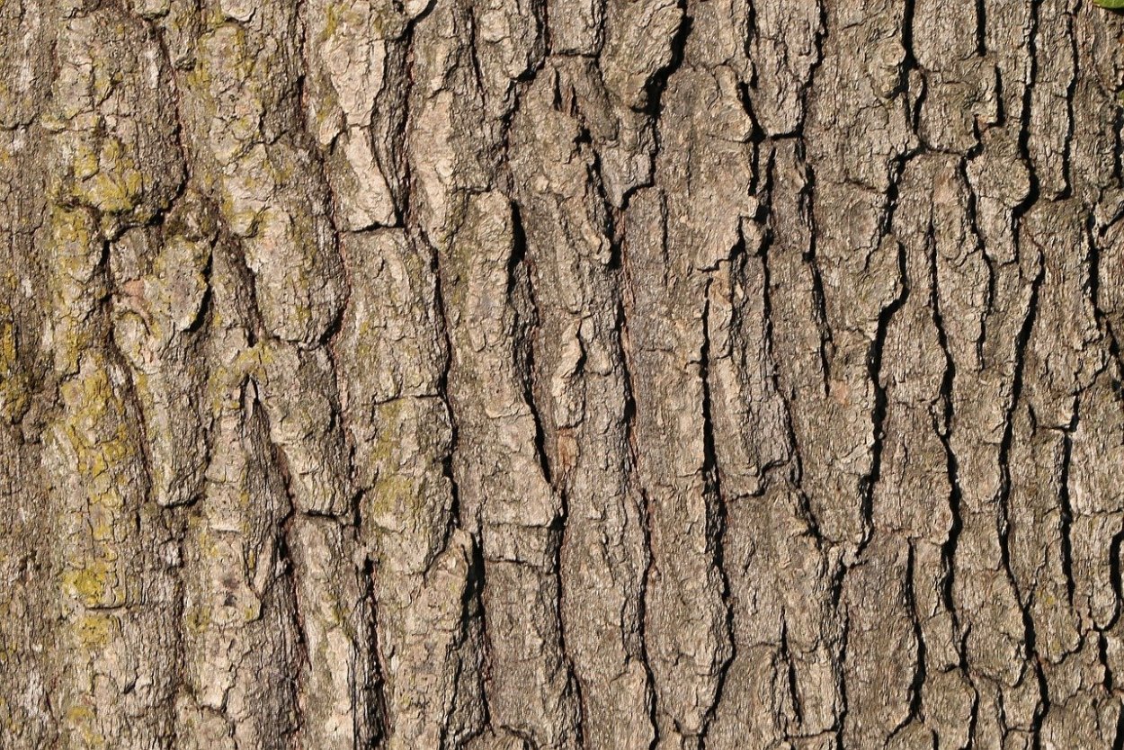 Кора липы текстура