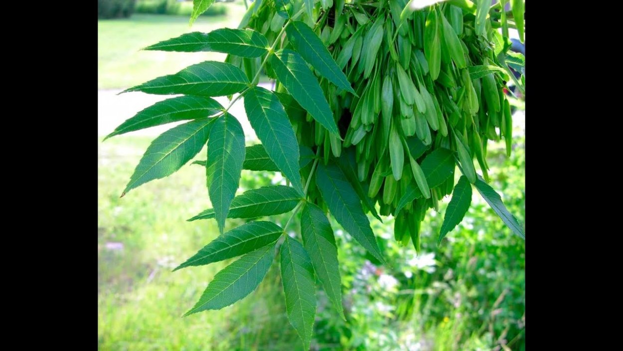 Ясень обыкновенный