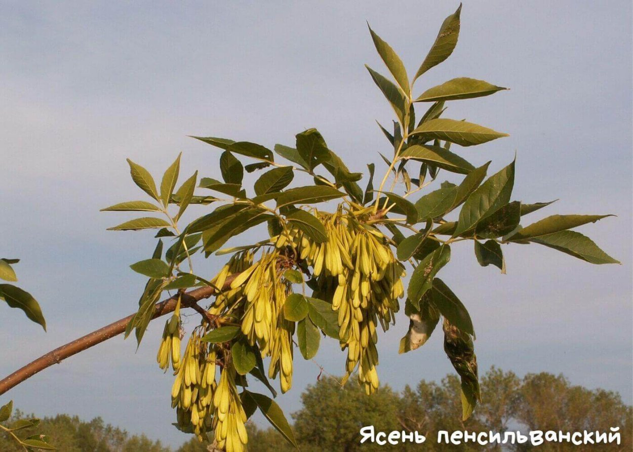 Ясень пенсильванский Вариегата
