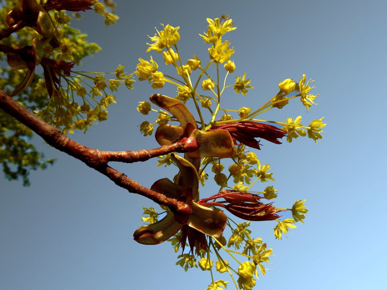 Клен остролистный Весна