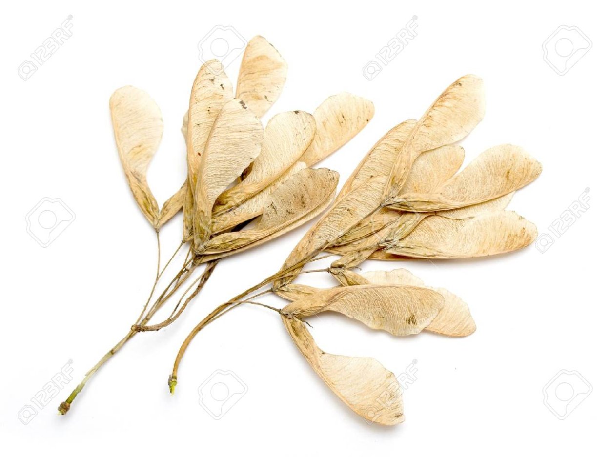 Семена ясеня на прозрачном фоне