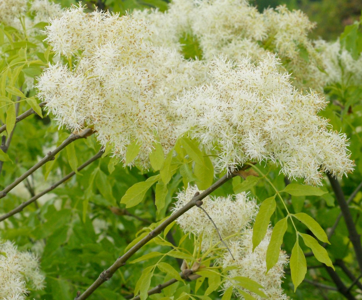 Ясень манновый (Fraxinus ornus)