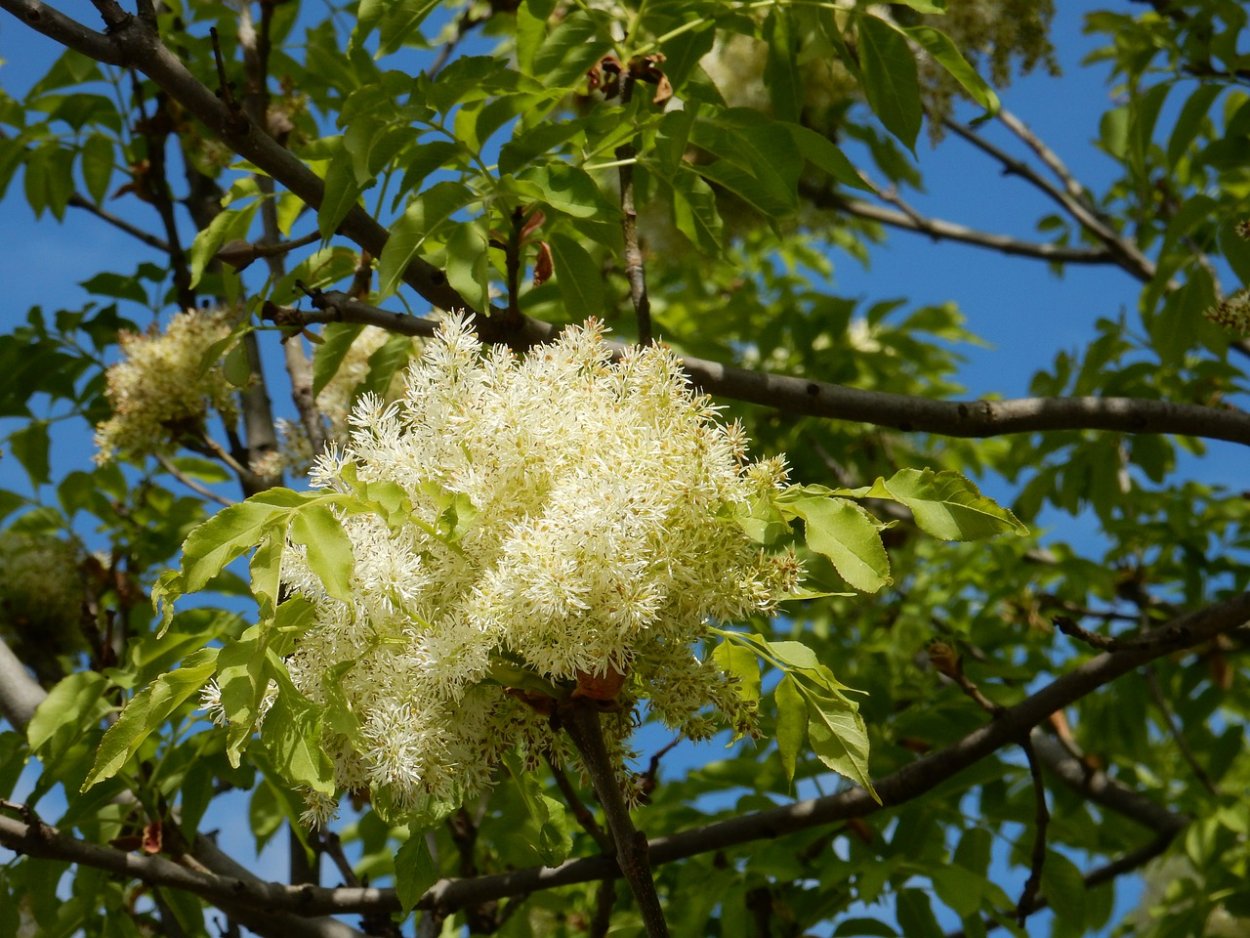 Бархат Амурский цветение