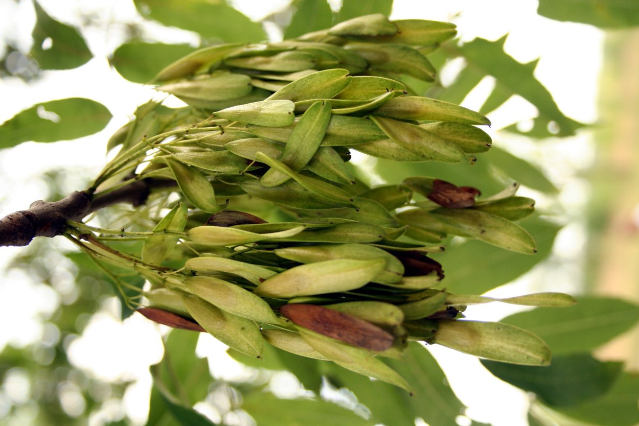 Ясень обыкновенный семена