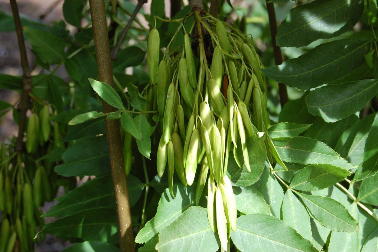 Ясень ланцетный Fraxinus lanceolata
