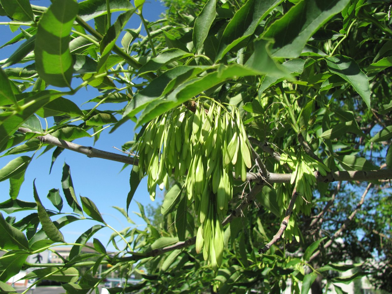 Ясень Сибирский дерево
