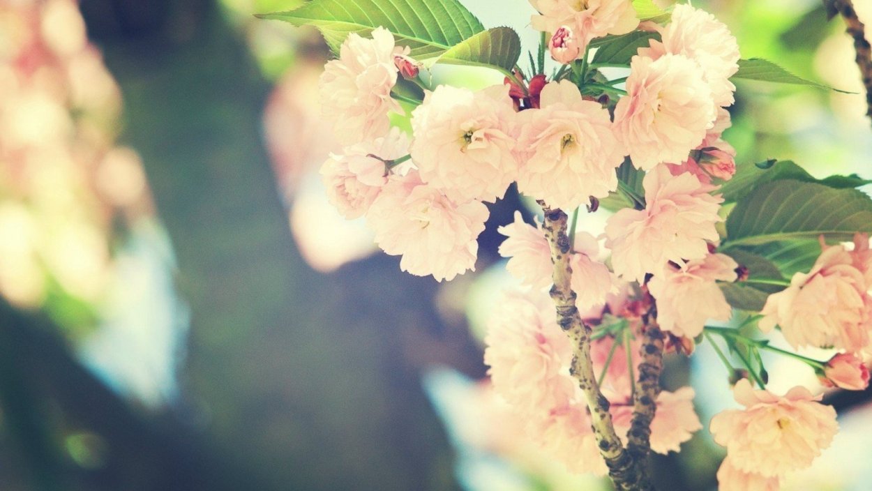 Фотообои деревья цветы