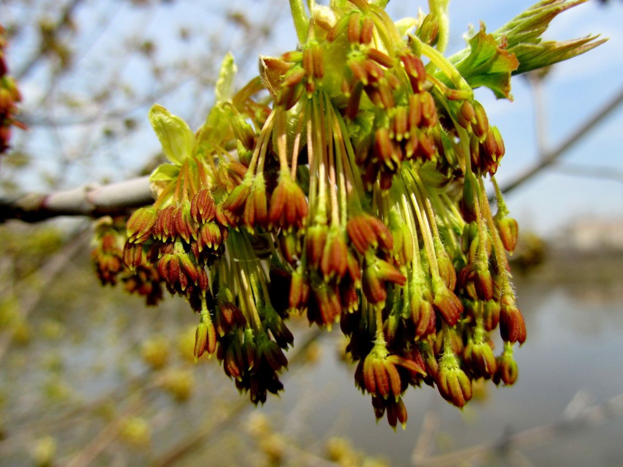 Ясень цветение