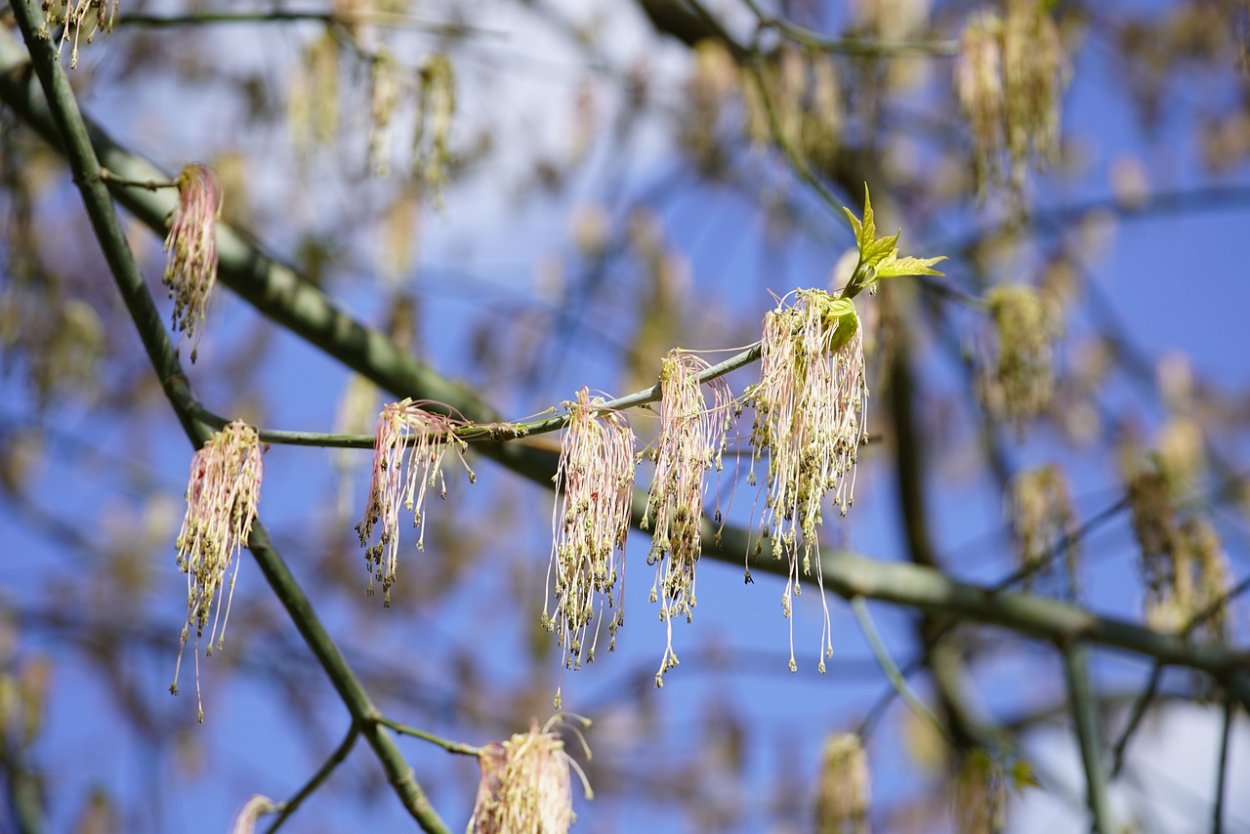 Клен ясенелистный весной