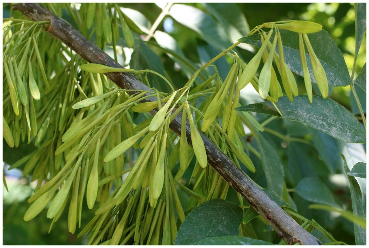 Ясень обыкновенный Fraxinus Excelsior