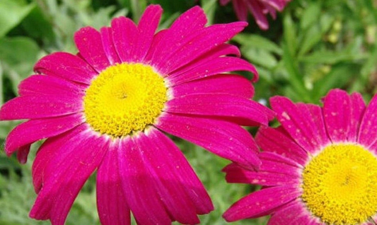 Пиретрум малый