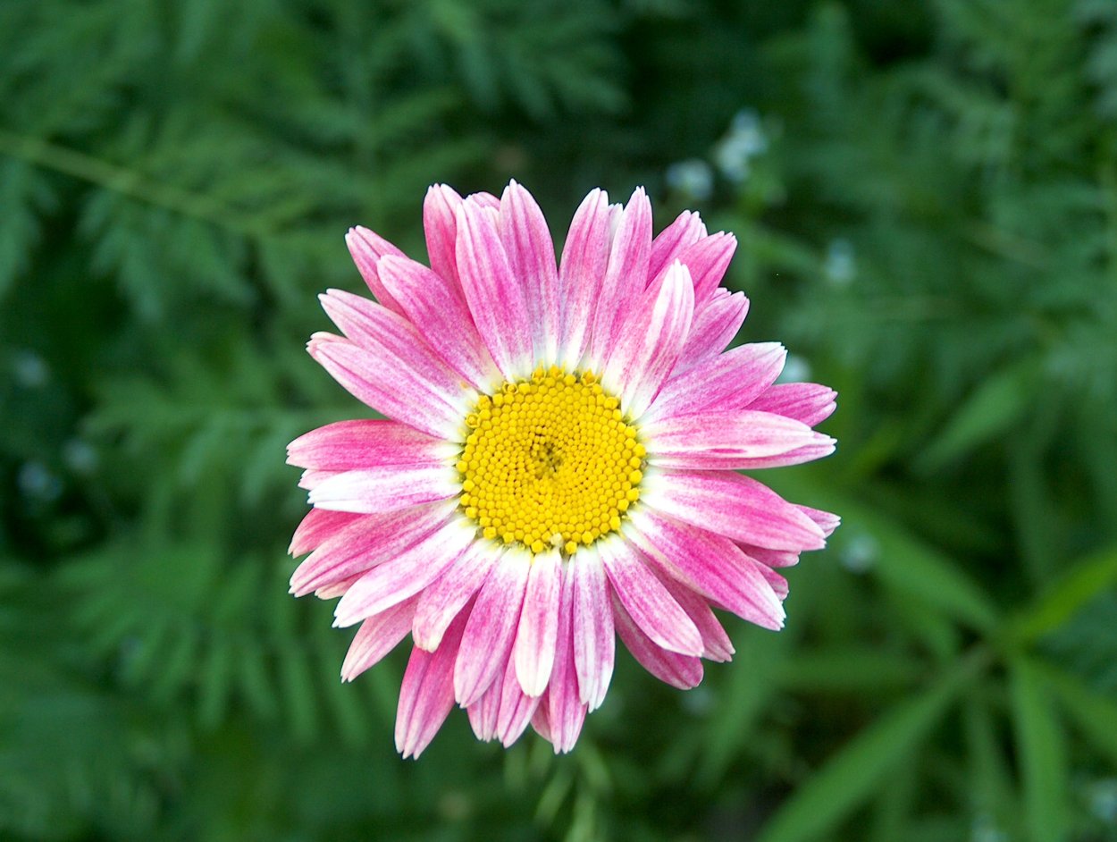 Пиретрум Парадиз многолетник