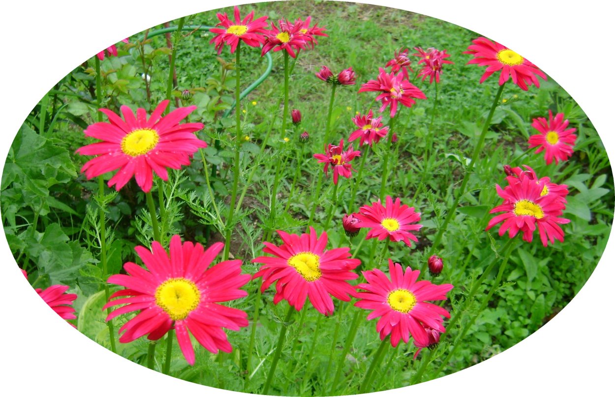 Пиретрум Tanacetum coccineum Alfred