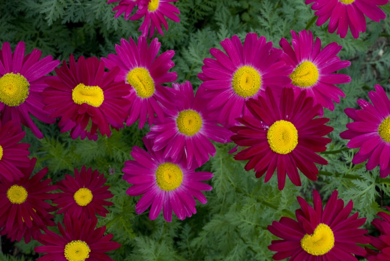 Пиретрум Дуро