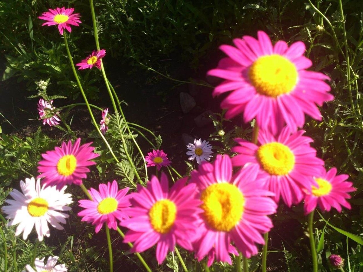 Пиретрум Персидская Ромашка