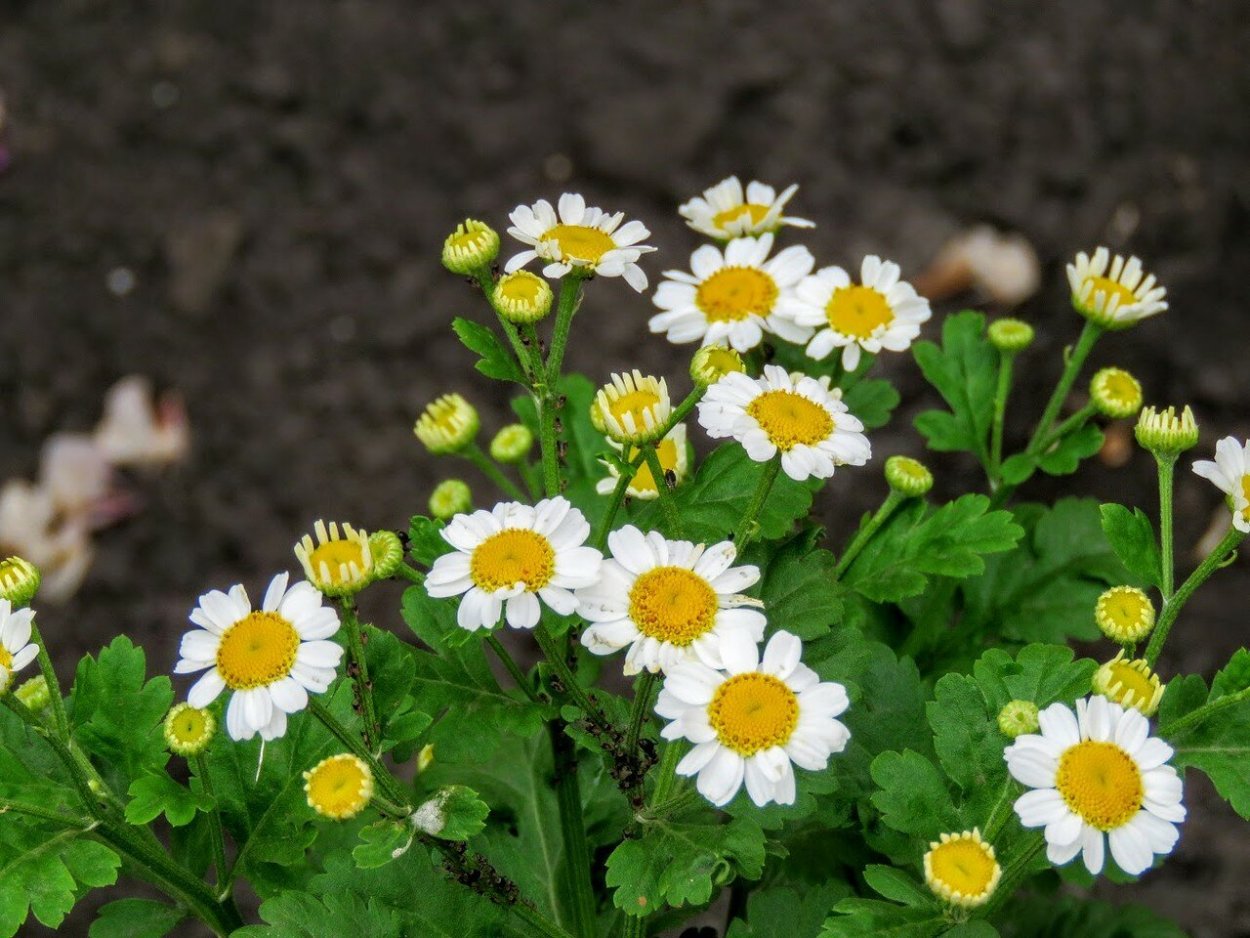 Пиретрум гибридный "Персидская Ромашка"