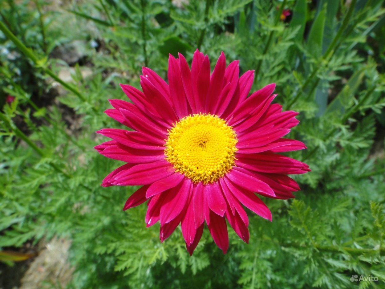 Пиретрум Робинсон ред