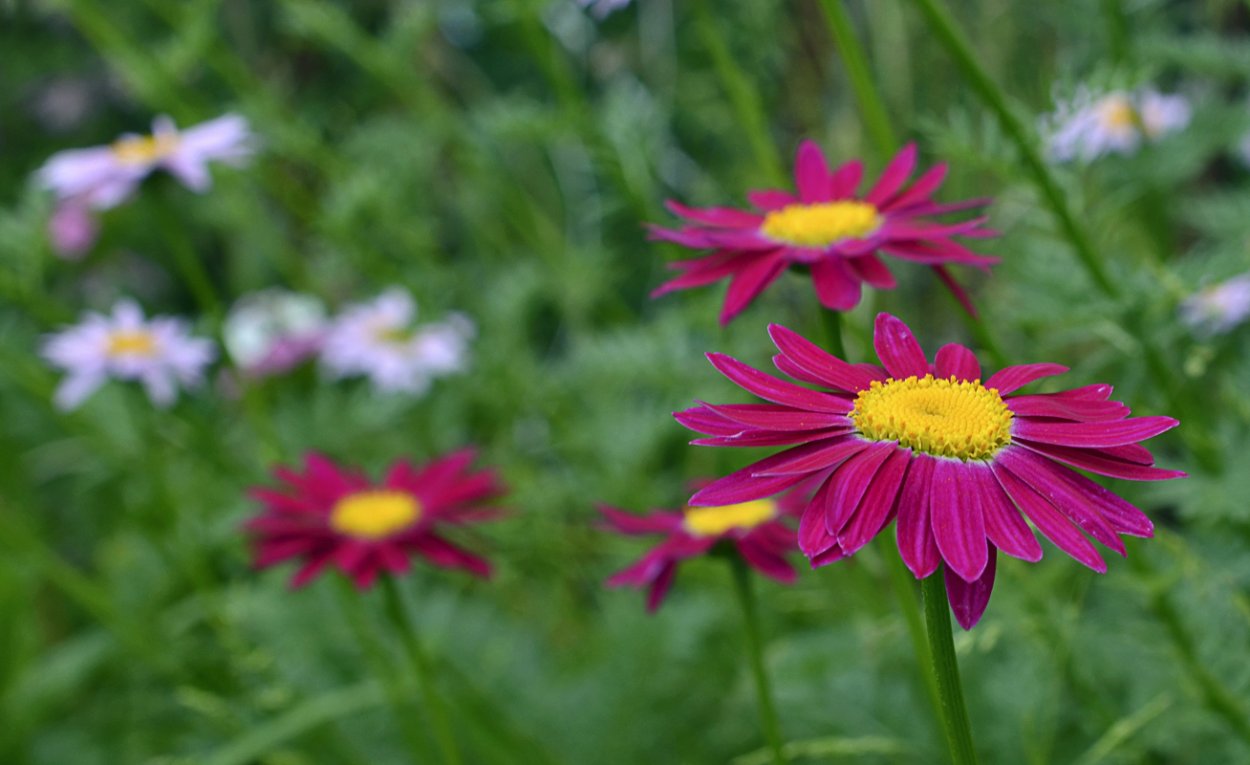 Пиретрум аллергия
