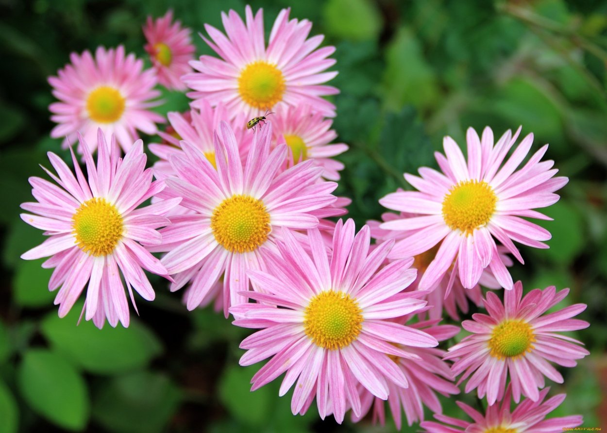 Пиретрум Персидская Ромашка