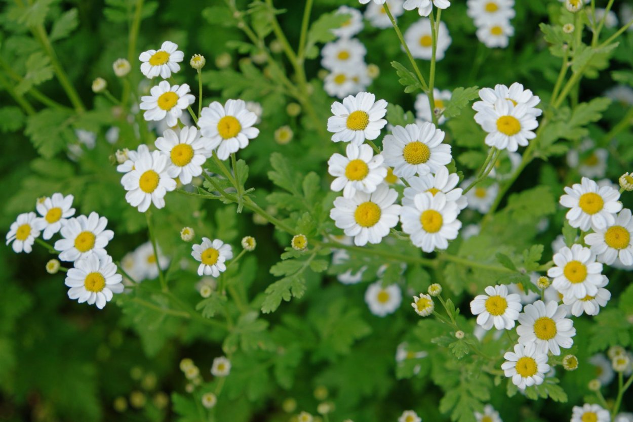 Пиретрум Персидская Ромашка