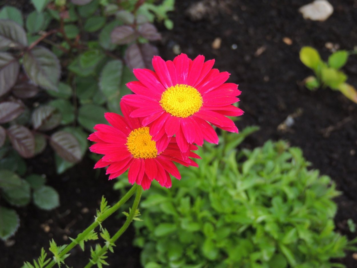 Пиретрум цветок