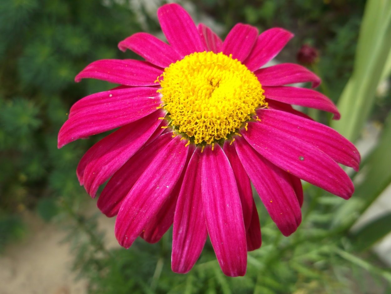 Пиретрум золотистый