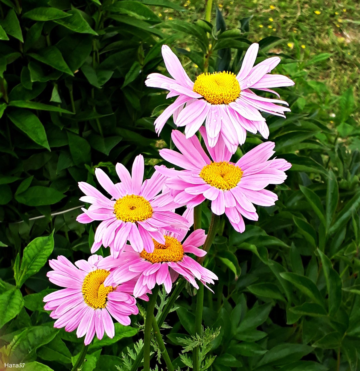 Пиретрум перистый Гармония