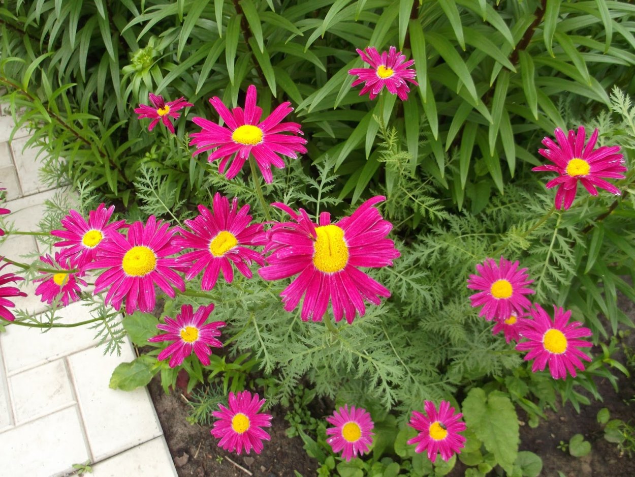 Мелколепестник многолетний эригерон