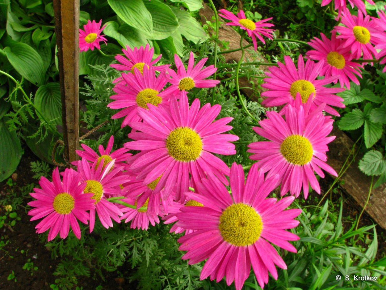 Пиретрум Персидская Ромашка