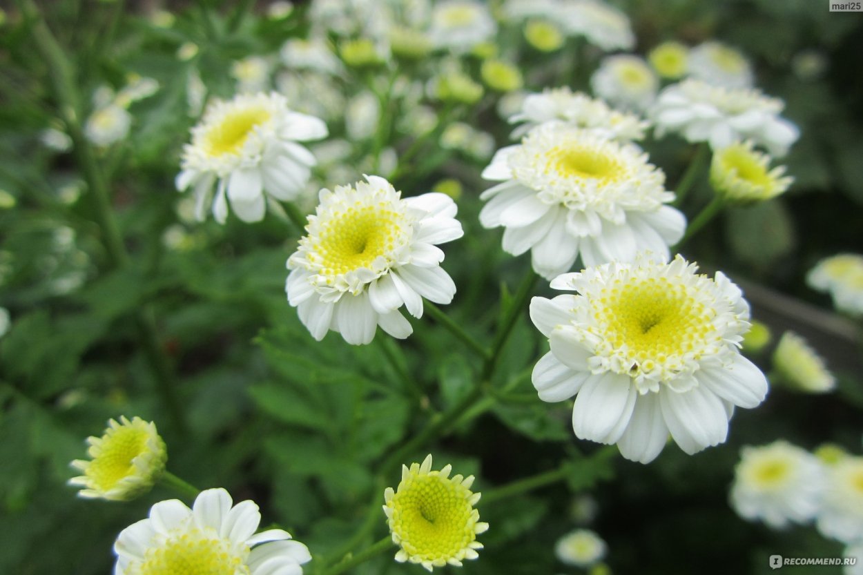 Пиретрум Дуро